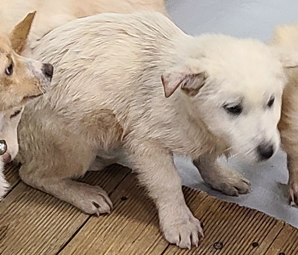 보호중 믹스견의 가…